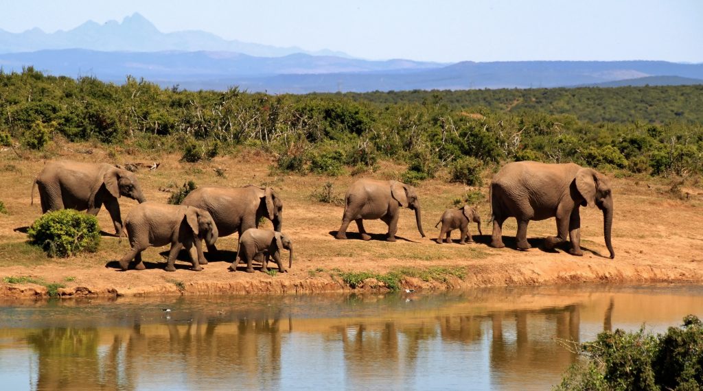 elephants walking by a lake 