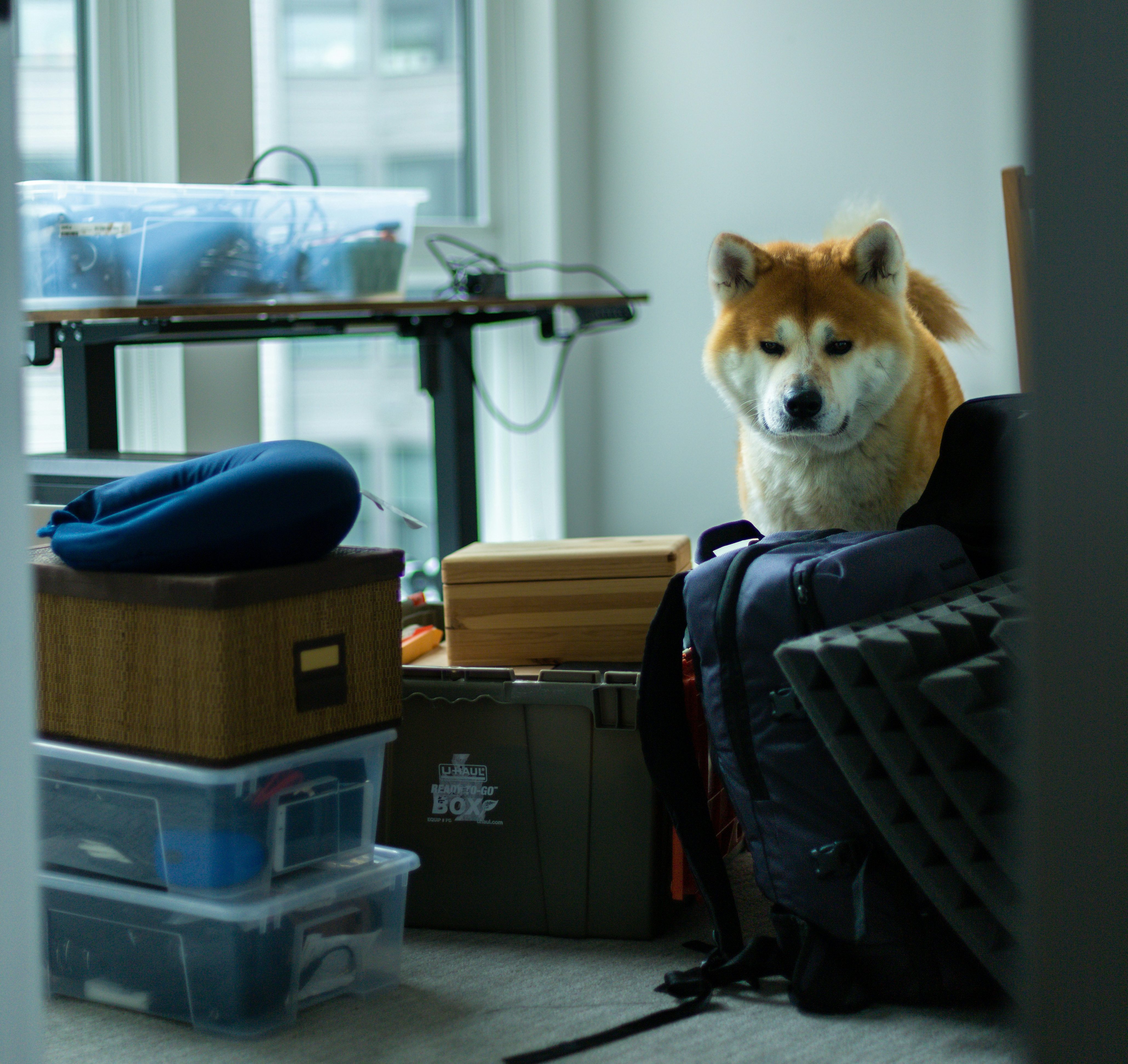 dog-sitting-on-top-of-a-piece-of-luggage